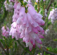 Bride's Bonnet (Erica bauera)