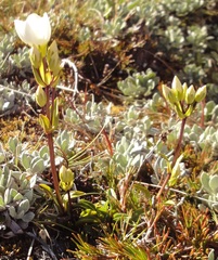 Gentianella bellidifolia