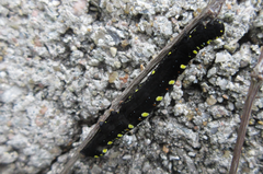 Oraesia emarginata