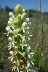 Satyrium cristatum cristatum