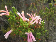 Erica versicolor
