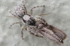 Salticidae