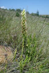 Satyrium cristatum cristatum