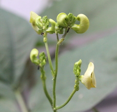 Vigna radiata