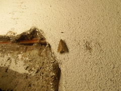Rhectocraspeda periusalis