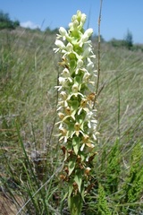 Satyrium cristatum cristatum