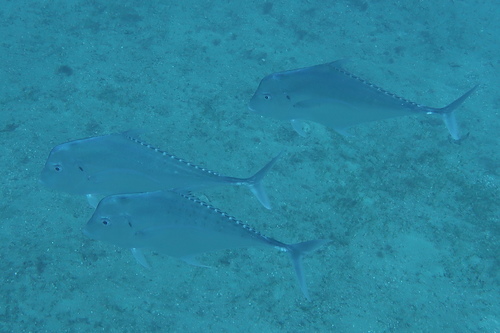 Diamond Trevally
