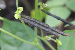 Vigna radiata
