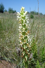 Satyrium cristatum cristatum