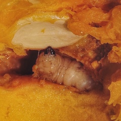 Eichlinia cucurbitae