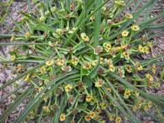 Euphorbia silenifolia