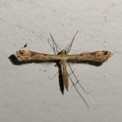 Stenoptilodes taprobanes