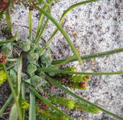 Euphorbia silenifolia