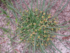 Euphorbia silenifolia
