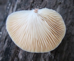 Agaricales