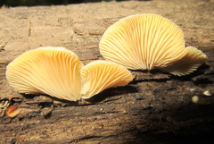 Agaricales