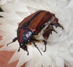 Trichostetha capensis