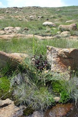 Eucomis vandermerwei