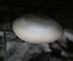 Agaricales