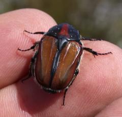 Trichostetha capensis