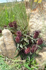 Eucomis vandermerwei
