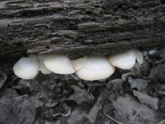 Agaricales