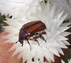 Trichostetha capensis