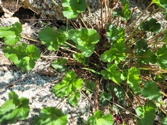 Pelargonium australe