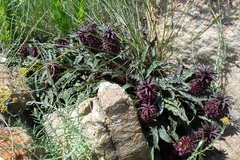 Eucomis vandermerwei