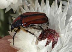 Trichostetha capensis
