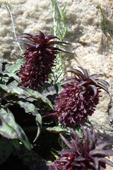 Eucomis vandermerwei