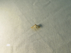 Marasmia cochrusalis