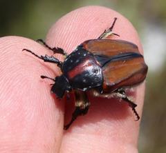 Trichostetha capensis