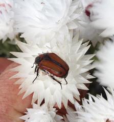 Trichostetha capensis