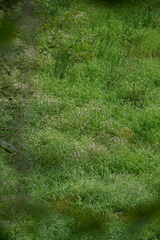 Boltonia montana