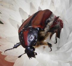 Trichostetha capensis