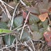 Haworthia pygmaea argenteo-maculosa - Photo (c) Alan Horstmann, algunos derechos reservados (CC BY-NC), subido por Alan Horstmann