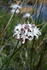 Nerine rehmannii