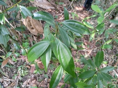 Cinnamomum austrosinense
