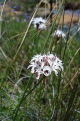 Nerine rehmannii