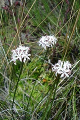 Nerine rehmannii