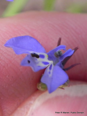Lobelia flaccida flaccida