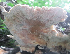Polyporaceae