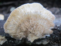 Polyporaceae
