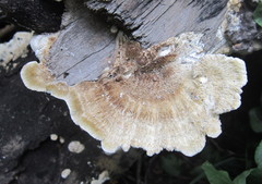 Polyporaceae