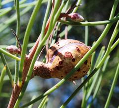 Hakea drupacea