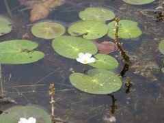 Nymphoides aquatica