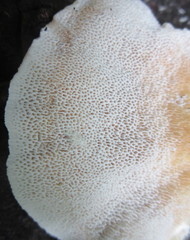 Polyporaceae