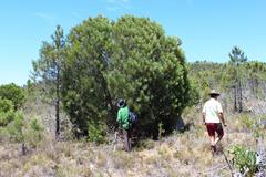 Hakea drupacea