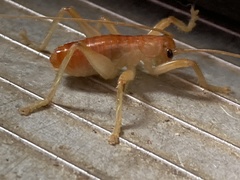 Camptonotus